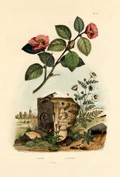Camellia